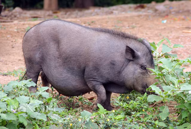 Không dễ để mua được heo bản bởi mức độ khan hiếm của loại con đặc sản này. Mỗi gia đình người đồng bào dân tộc thiểu số Vân Kiều, Pa Kô hai huyện miền núi Đakrông và Hướng Hóa (Quảng Trị) chỉ nuôi chưa đến 10 con heo bản. Heo được nuôi theo kiểu thả rông, ban ngày phải “bươn chải” tự mình tìm kiếm thức ăn tự nhiên như côn trùng, cây cỏ… ở sông, suối. Tối đến, bà con dân bản gõ xoong, nồi phát ra tiếng động quen thuộc gọi heo về nhà cho ăn chuối và một ít cám gạo “tẩm bổ” thêm.