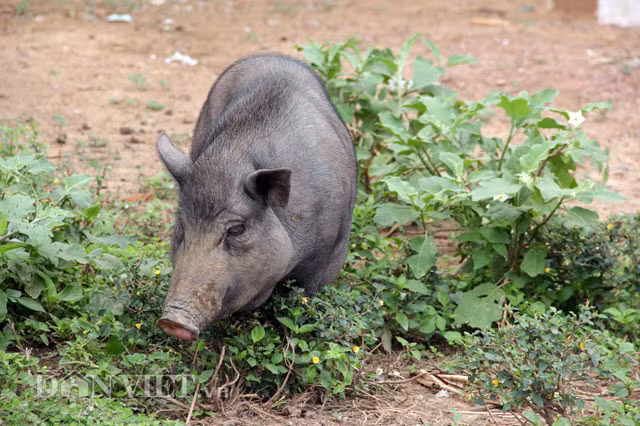 Đặc sản heo bản có thể chế biến được rất nhiều món ngon như thịt luộc, thịt nướng, thịt quay… đều toát lên được rõ nét mùi vị thơm ngon của miếng thịt sạch được nuôi thả tự nhiên.