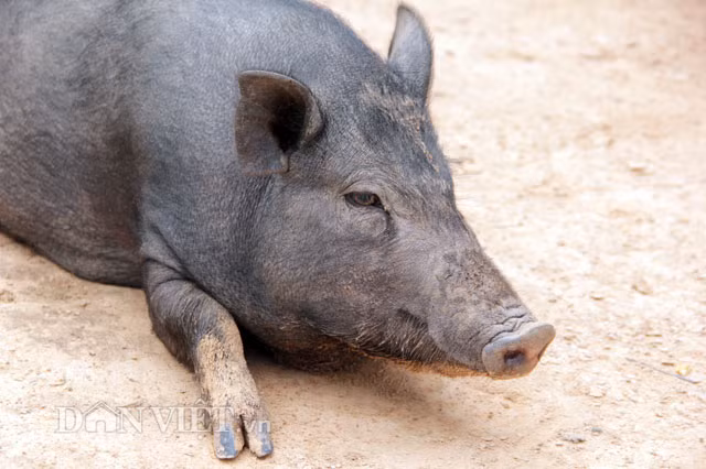 Bà Hồ Thị Một (trú xã Thanh, huyện Hướng Hóa) cho hay, vì ít được chăm sóc nên heo nuôi ở bản chậm lớn. Nếu như heo nuôi ở miền xuôi khoảng 3-4 tháng có thể xuất chuồng với trọng lượng 60-80kg thì heo bản phải mất 7-8 tháng, thậm chí cả năm mới có trọng lượng chừng 30-40kg, giá bán khoảng 3-4 triệu đồng. “Dân mình không có tiền mua thức ăn công nghiệp cho heo đâu. Heo thả rông giữa trời đất, xuống suối tự đào bới, kiếm được thứ gì ăn thứ đó nên chậm lớn, đổi lại heo ở bản thịt chắc lắm. Nhà mình nuôi được 5 con heo, bây giờ người miền xuôi đã đặt cọc hết rồi. Đến khoảng 28, 29 Tết là người ta lên bắt về giết mổ” – bà Một cho hay.