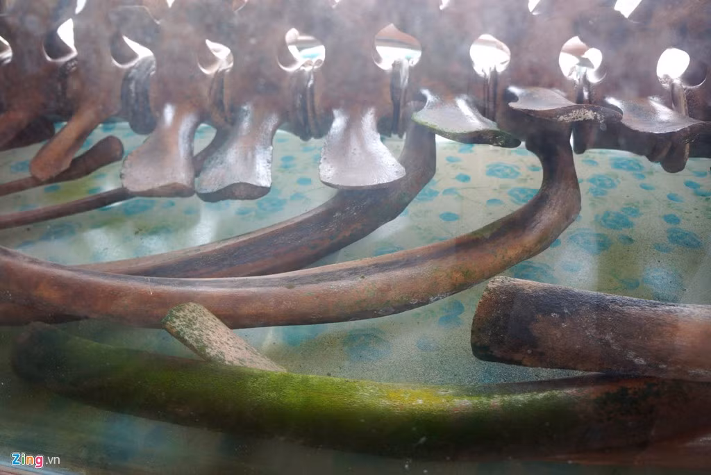 Hiện nay, do ảnh hưởng của khí hậu nóng ẩm, một số khúc xương đã bị mốc. Các lão ngư trong làng đang kêu gọi con em làm ăn xa tiếp tục đóng góp để tìm cách bảo quản bộ xương tốt hơn.