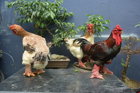 Gà trống thường có trọng lượng cao hơn gà mái, năm nay là năm con gà Đinh Dậu 2017, nhiều trang trại dự đoán khách mua gà biếu sẽ tăng hơn mọi năm.