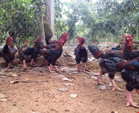 Loại gà Đông Tảo làm thịt bán chủ yếu cho các nhà hàng, quán ăn có giá rẻ hơn 200.000-300.000 đồng/kg. Hiện nay có nhiều trang trại nhận đặt hàng tết dạng chế biến sẵn các món ăn.