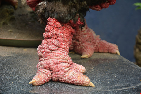 Cận cảnh chân gà Đông Tảo.