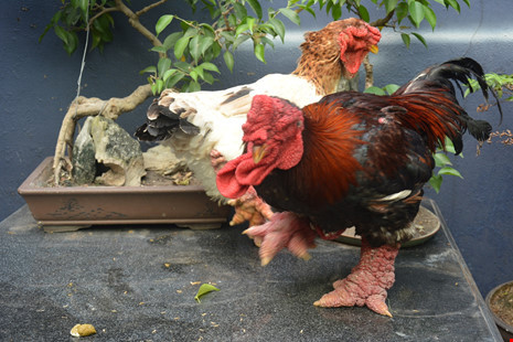 Giá gà Đông Tảo loại biếu 1-2 triệu đồng/kg, tính ra mỗi con gà có giá 5-10 triệu đồng (gà Đông Tảo trưởng thành có trọng lượng khoảng 5 kg).