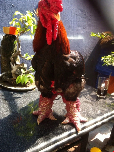 Thịt gà Đông Tảo thơm ngon, nhất là cặp chân gà có giá trị dinh dưỡng cao. Các món ăn được chế biến từ gà Đông Tảo rất ngon, bổ như chân gà hầm thuốc bắc, thịt gà nướng lá chanh, gà nấu giả cầy.