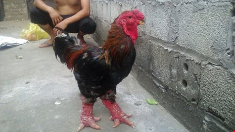 Thay vì phải ra các tỉnh phía Bắc thì hiện nay nhiều trang trại ở Đồng Nai, Bình Dương đã nuôi rất nhiều gà Đông Tảo.