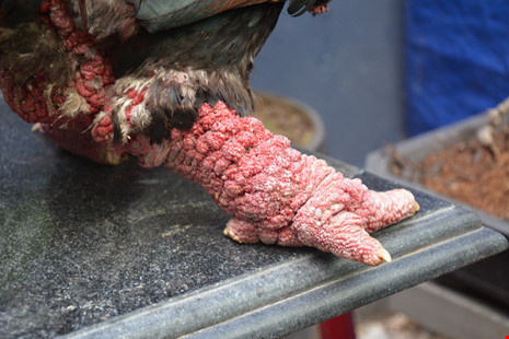 Đây được coi là chân gà Đông Tảo "đẹp", vẩy thịt tròn đều.