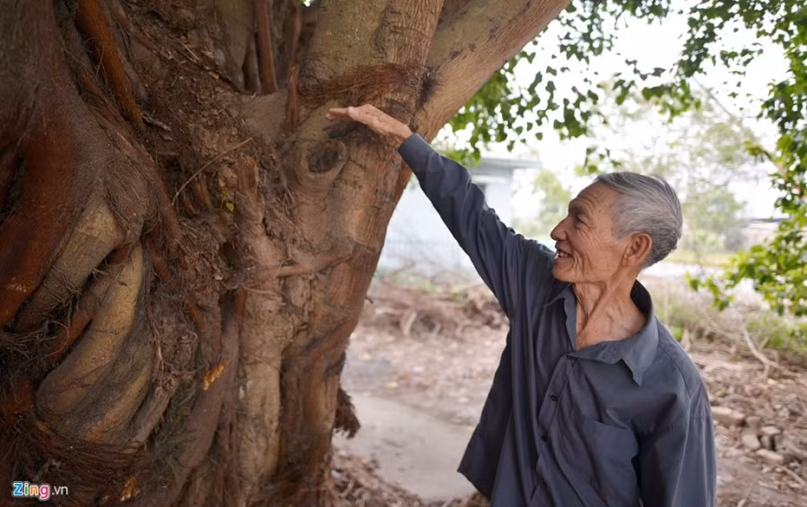 Cây bồ đề cổ thụ của làng Nhân Mỹ, nơi chim đại bàng đất trú ngụ trong một thời gian dài. Ông Phùng Hữu Bất (đình làng Nhân Mỹ) cho biết năm 2003, khi xây dựng Khu Liên hợp thể thao Quốc gia Mỹ Đình và Khu Thể thao dưới nước bao trùm lên miếu cây bồ đề thì cây cổ thụ này cùng miếu được di chuyển đến địa điểm khác.