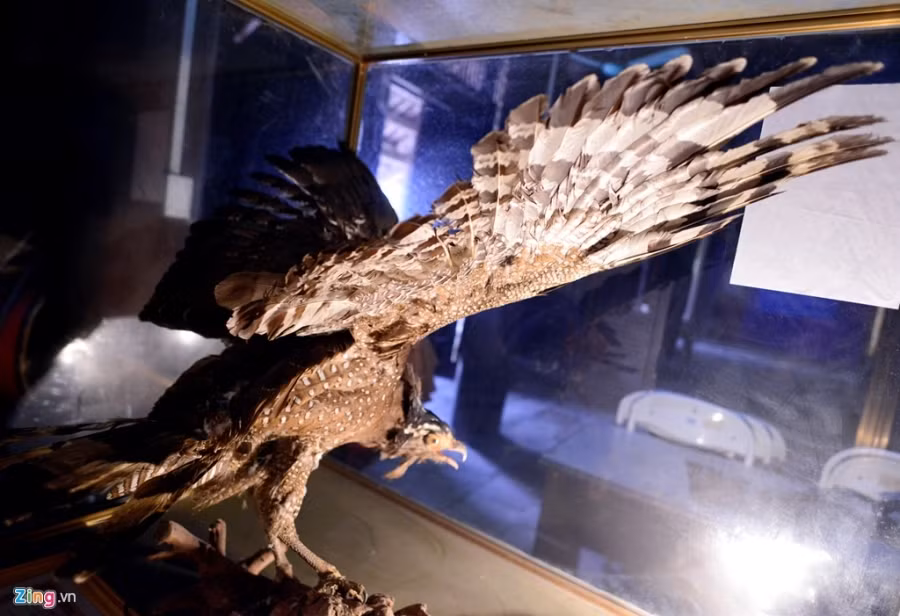 Chim có sải cánh đến 1,2 m, nặng khoảng 4 kg, mắt đỏ, mỏ đen, đầu mỏ hơi vàng, chân chì cùng móng vuốt sắc nhọn.