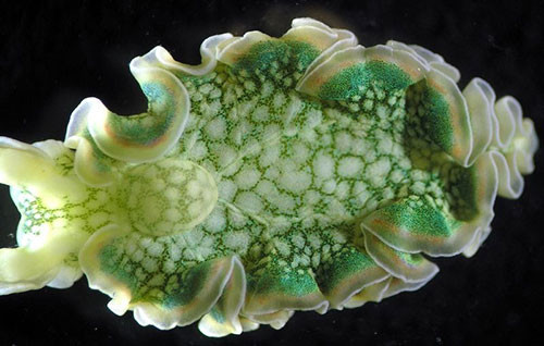 Chúng cũng là bằng chứng cho một mối liên hệ tiến hóa giữa các gen của động vật và thực vật.