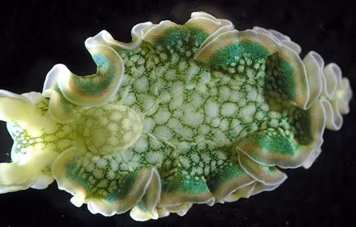 Chúng cũng là bằng chứng cho một mối liên hệ tiến hóa giữa các gen của động vật và thực vật.