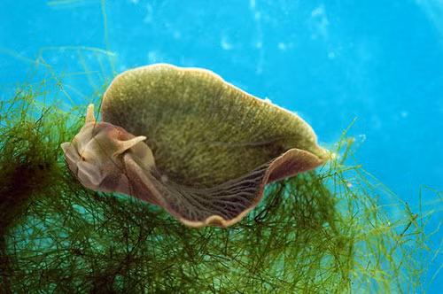 Trên thế giới, tồn tại một số loài ốc sên biển có chất diệp lục trong cơ thể mà nhờ đó, chúng có thể tự tổng hợp chất dinh dưỡng từ ánh sáng mặt trời giống như thực vật. Tuy nhiên, có một loài sên biển độc nhất trên thế giới có tên Sacoglossans không có chất diệp lục mà vẫn có thể sống sót.