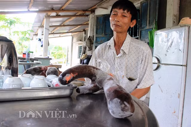Ông Đào chia sẻ: “Trước khi cưa thì người nuôi lùa nai vào rọ, để lòi đầu ra. Sau đó, chặn phía sau không cho nai cử động lui lại, giữ đầu thật chặt rồi cưa. Rất nhẹ nhàng chứ không nên cột nai để cưa nhung, vì điều này khiến chúng phản ứng dữ dội hơn”.