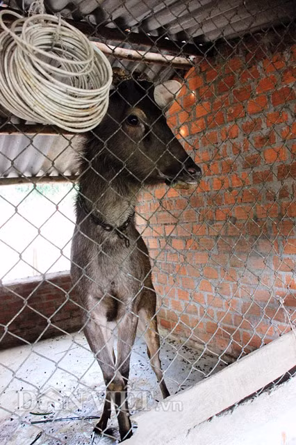 Để cắt nhung nai phải dùng cưa được sát trùng. Khi cưa nhung, nai đực sẽ đau và phản ứng dữ dội. Vì vậy, phải biết cách giữ nai thật chặt để việc cưa nhung diễn ra thuận lợi và đảm bảo sức khỏe cho nai đực.