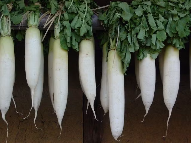 Củ cải trắng Nhật Bản (daikon): Người Nhật thường làm củ cải trắng muối, hoặc cắt ra cho vào súp, salad, cà ri, cơm. Củ cải trắng cũng có thể được nạo ra ăn kèm với các món khác. Lá cải được trộn cùng salad. Tác dụng của củ cải trắng là chống ung thư, tăng cường miễn dịch, giảm viêm, cải thiện tiêu hóa, và hỗ trợ hô hấp.