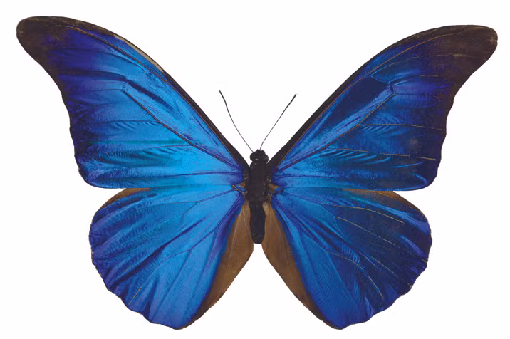 Một cánh bướm đã được "lau" hết phấn để nghiên cứu xương cánh.