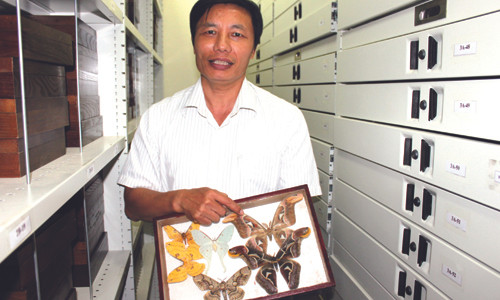 TS Vũ Văn Liên giới thiệu về một số loài bướm được lưu giữ và trưng bày tại Bảo tàng Thiên nhiên Việt Nam.