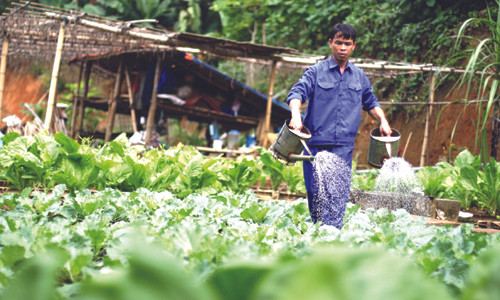 Vườn rau xanh mướt mát trên “đảo sinh tồn”.