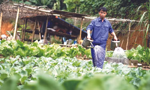 Vườn rau xanh mướt mát trên “đảo sinh tồn”.