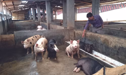 Lúc nào trong trang trang trại của Trung tâm cũng có tới 50 con lơn thịt, chưa kể gà, dê, bò...