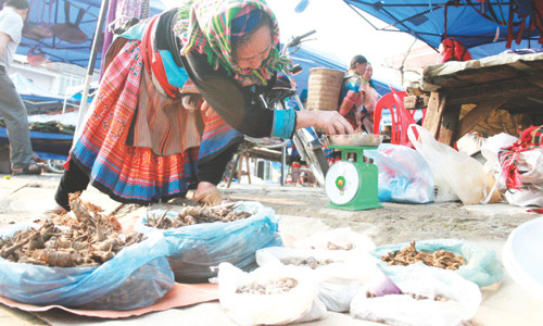 Biet duoc mua xuan cua nguoi H'Mong