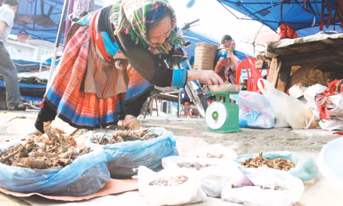 Biet duoc mua xuan cua nguoi H'Mong