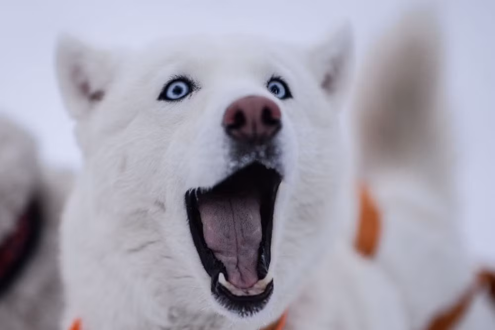 Đã có hơn 1.000 chú chó kéo xe tham gia cuộc thi. (Nguồn: SputniknewS)