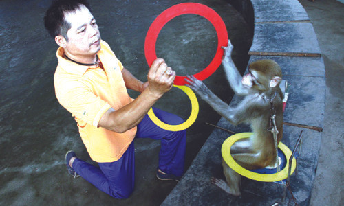 Tuổi tập xiếc của khỉ thường bắt đầu từ 1 đến 2 tuổi.