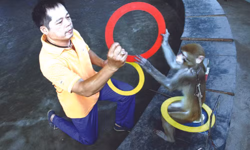 Tuổi tập xiếc của khỉ thường bắt đầu từ 1 đến 2 tuổi.