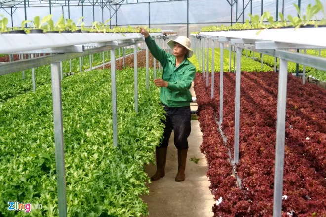 “Muot mat” trang trai rau hai tang o Da Lat