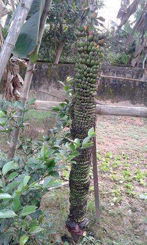 Cuc doc cay chuoi cho ra hang tram nai cung buong