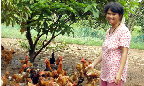 Nông dân ở ấp 7 (xã Bình Sơn, Long Thành, Đồng Nai) đang nỗ lực chăm sóc đàn gà ta với hy vọng tết này có nguồn lợi lớn. Ảnh: T.T