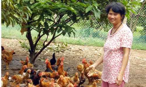 Nông dân ở ấp 7 (xã Bình Sơn, Long Thành, Đồng Nai) đang nỗ lực chăm sóc đàn gà ta với hy vọng tết này có nguồn lợi lớn. Ảnh: T.T