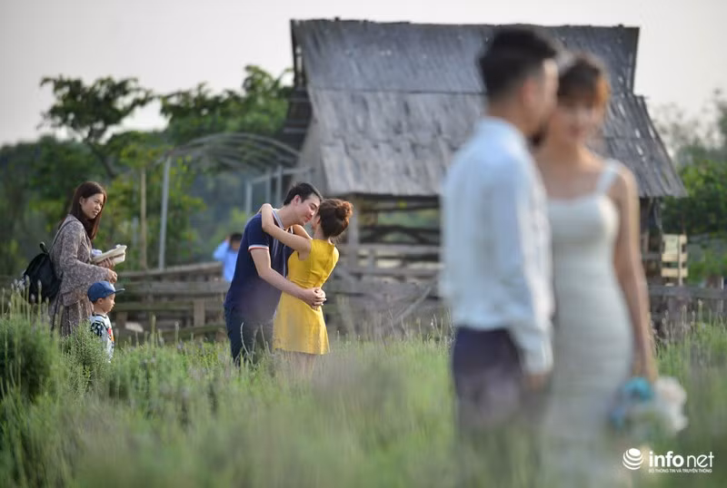 Những ngày gần đây, rất nhiều bạn trẻ đã đến vườn hoa này để tận thấy bông hoa tươi và lưu lại những khoảnh khắc hiếm có.