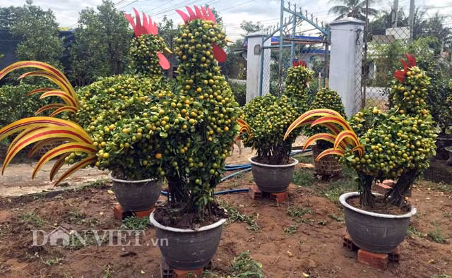 Kiểng gà ở “vương quốc” hoa kiểng Chợ Lách có nhiều kích thước, hàng dáng “độc”, ngộ nghĩnh. Nhiều bộ phận trên thân kiểng gà được trang trí bởi nhiều loại vật liệu khác nhau.