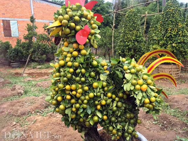 Thân gà to được bao phủ bởi lá, trái quất trông rất lạ mắt.