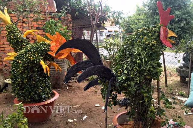 Đây là loại kiểng gà lớn của ông Nguyễn Văn Vị (56 tuổi, xã Hưng Khánh Trung B) được bán với giá 6 triệu đồng/cặp. Theo ông Vị, gà kiểng của ông là sản phẩm rất “độc”, ở Bến Tre không ai có. Ở phần đầu và đuôi được làm bằng bông gòn, keo kết dính và nước sơn nên nhìn giống như thật.