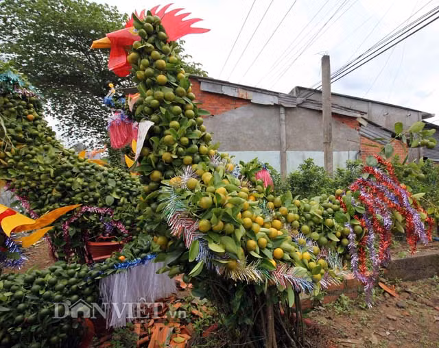 Huyện Chợ Lách năm nay có khoảng 100 cặp kiểng gà các loại được làm từ cây quất. Theo các nghệ nhân, trong các con giáp thì con gà rất khó làm. Để có sản phẩm đẹp, phải tốn rất nhiều thời gian và công sức.