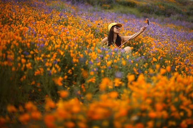 Canh dong hoa My dong cua vi du khach...dam tan hoang
