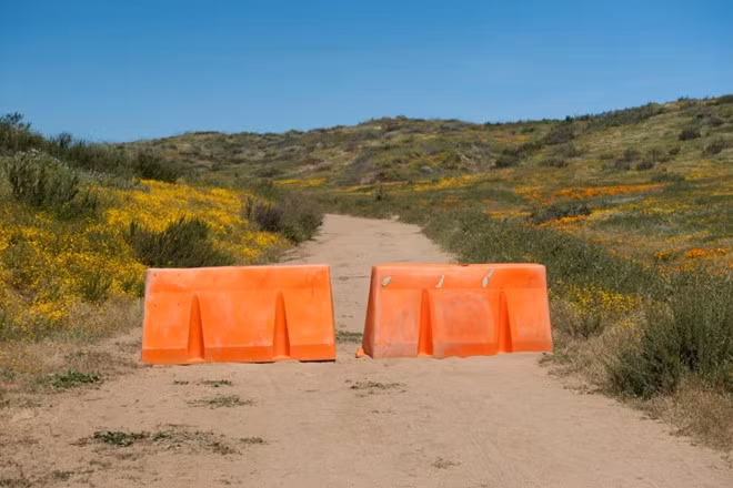 Canh dong hoa My dong cua vi du khach...dam tan hoang-Hinh-2