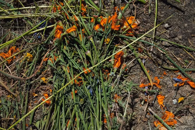 Canh dong hoa My dong cua vi du khach...dam tan hoang-Hinh-3