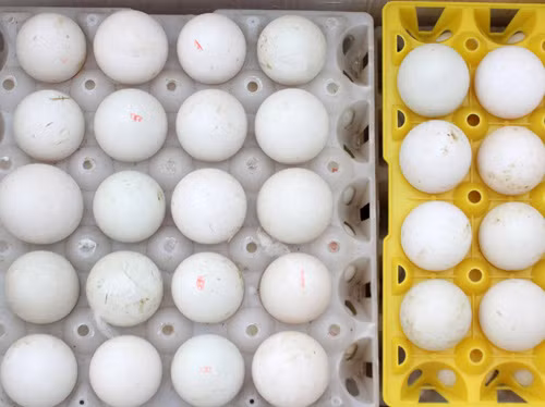 Phat hien 24.000 qua trung lon bat thuong co chu Trung Quoc-Hinh-2