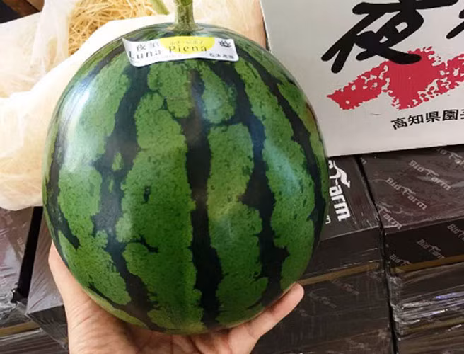 Một quả dưa hấu Nhật nặng khoảng 2,5-3 kg có giá gần 1,2-1,5 triệu đồng/quả. (Ảnh: VnExpress)