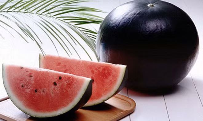 Vẫn có khách hàng chi tiền đặt mua dưa Nhật với giá gần 450.000 đồng/kg. (Ảnh: Kienthuc)