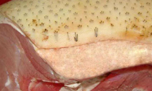 Luu y de khong mua nham lon om doi lot lon rung