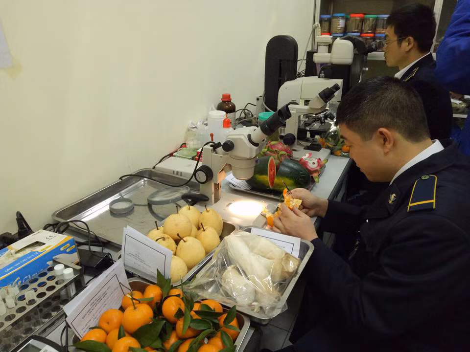 Moi ngay, nguoi Viet chi 44 ty de an trai cay TQ, Thai Lan-Hinh-2