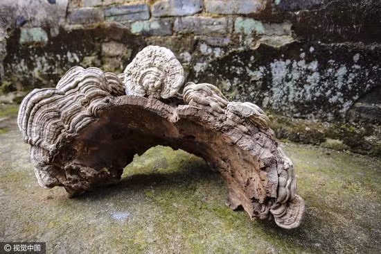 Vì vậy, nó thường được gọi là "nấm trường thọ" hoặc "nấm trường sinh".