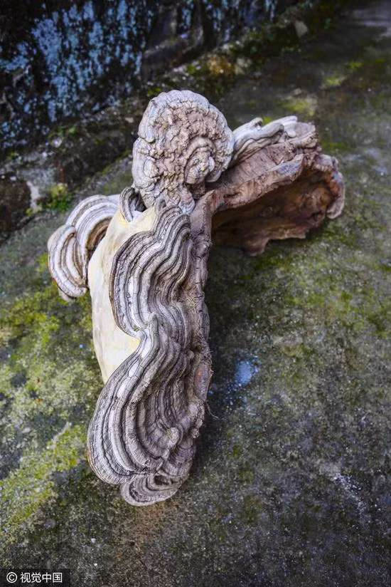 Nấm linh chi được sử dụng trong y học Trung Quốc như một loại thuốc giúp kéo dài tuổi thọ.