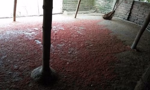 Bi an vu 900 con vit chet bat thuong: Thoc co mau do la