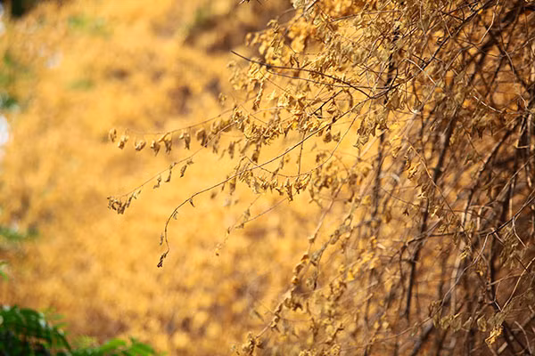Dù đã chết đi nhưng giàn hoa giấy ngả màu vàng úa vẫn khiến góc phố nhỏ bừng lên rạng rỡ. Những cành hoa khô héo vàng úa lấp lánh trong ánh nắng chiều thu khiến ai chứng kiến cũng không khỏi nao lòng xót xa.
